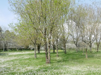 Le parc de la propriété LE CLOS DE Bellevue