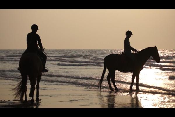 chevaux sur la plage a villers sur mer a 300 m de notre location