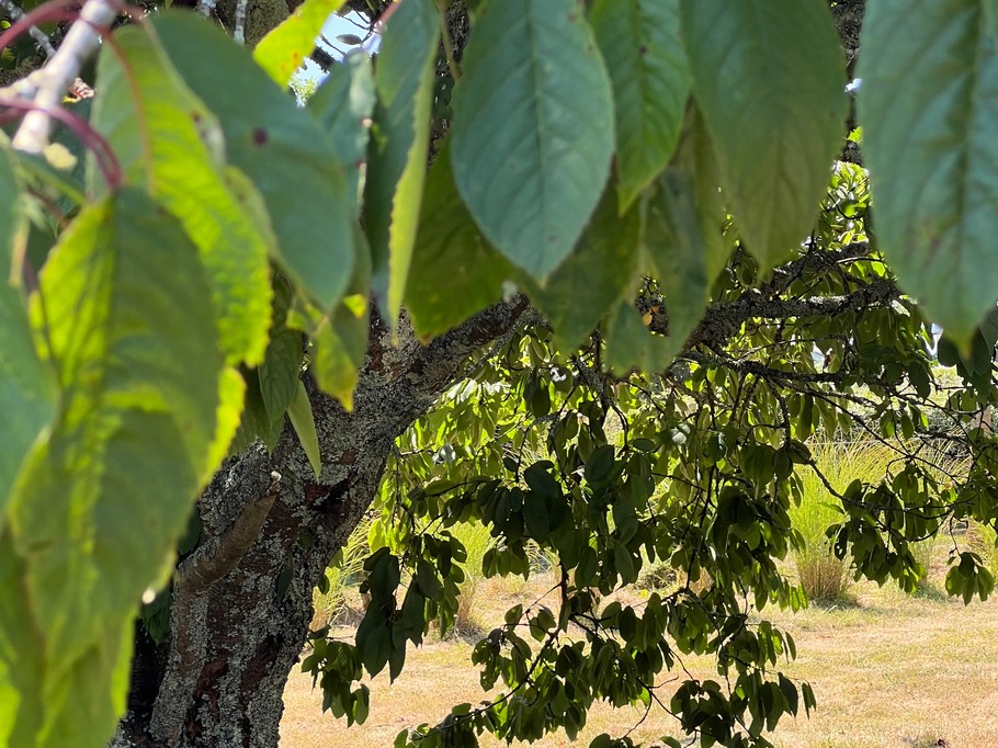 Table à l'ombre sous cerisier