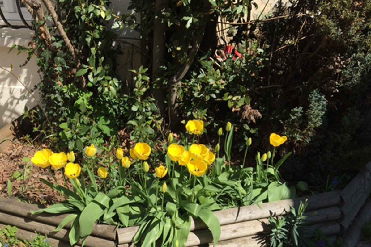 Les tulipes aux Tournesols