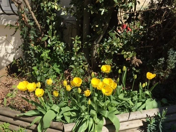 Les tulipes aux Tournesols