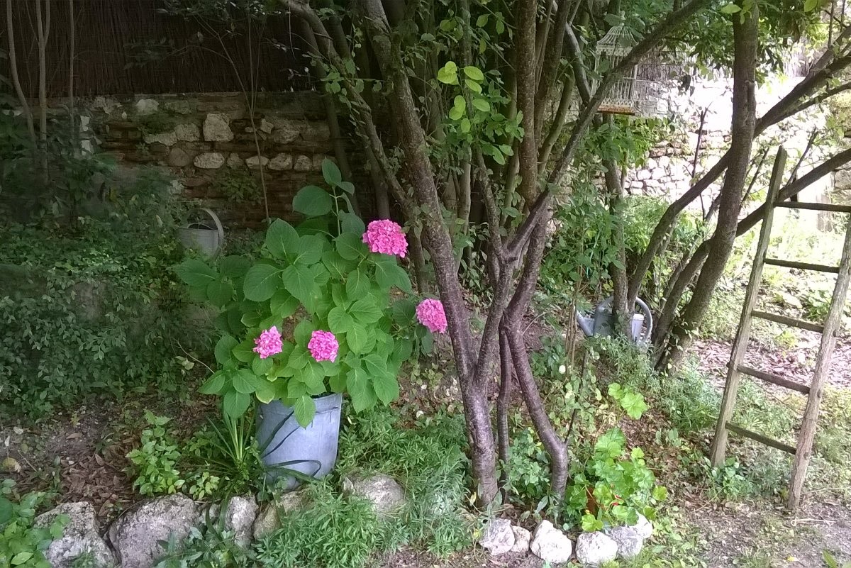 Un coin du jardinet