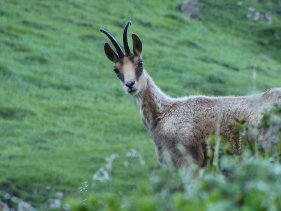 l'isard vous regarde...
