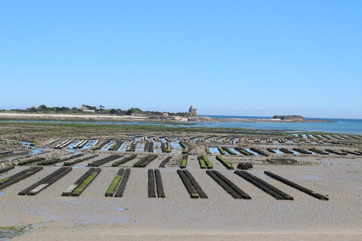 St Vaast parcs à huitres et tatihou