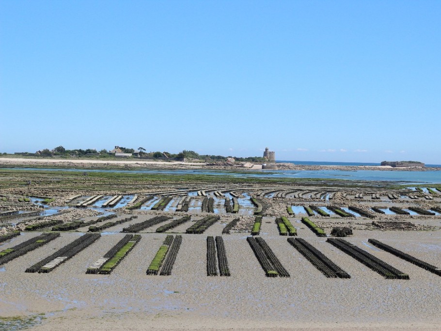 St Vaast oyster beds and tatihou