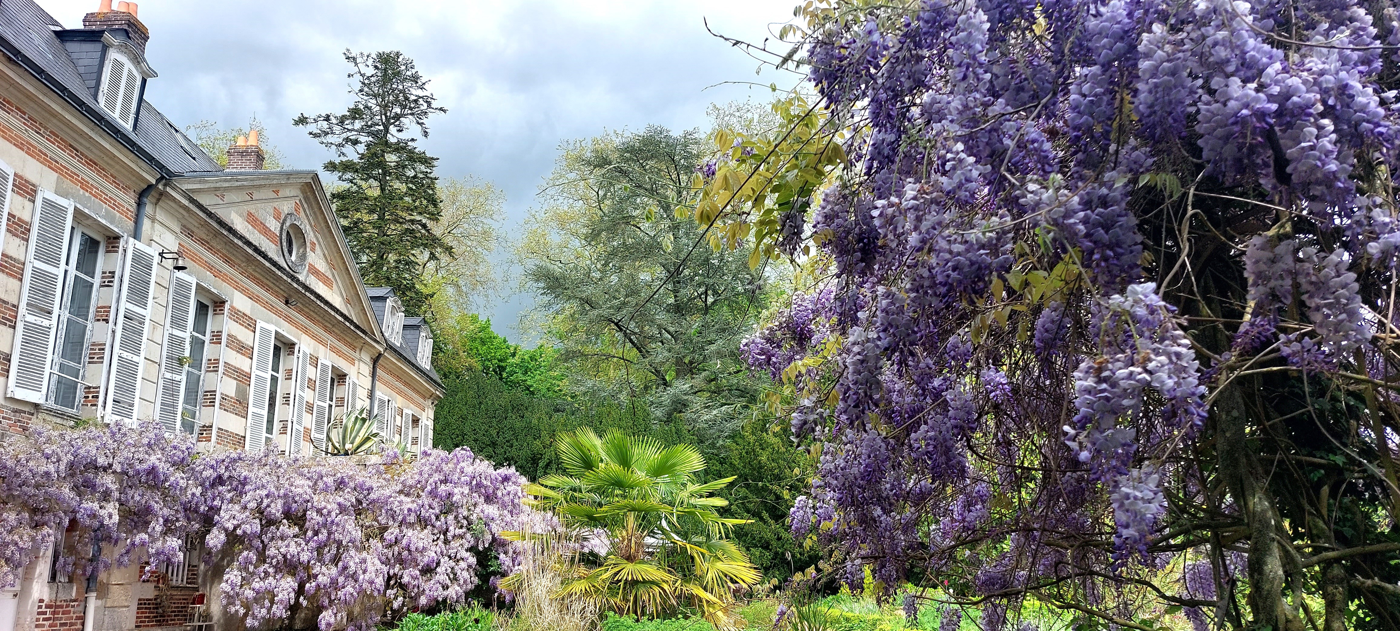 Glycine en fleur