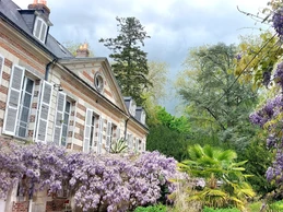 Glycine en fleur