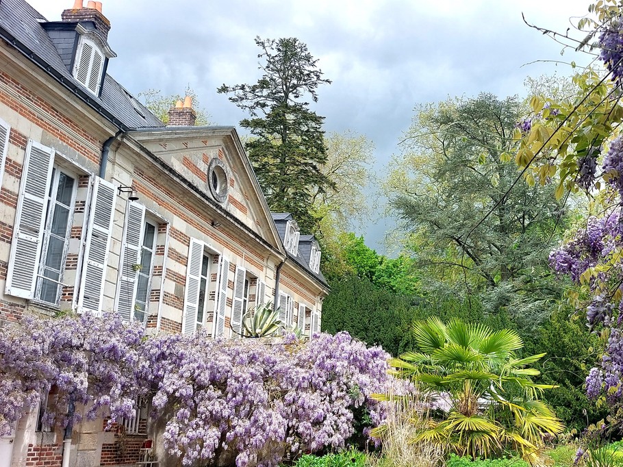 Glycine en fleur