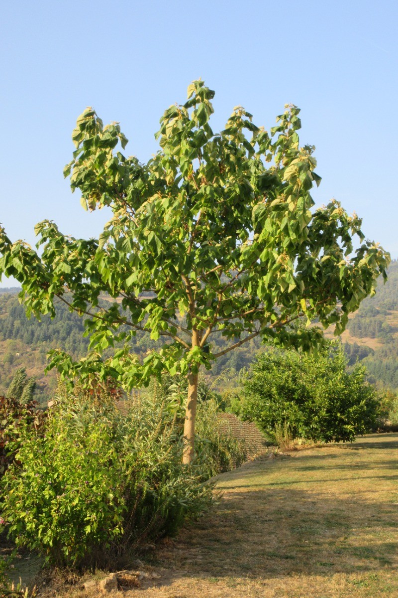 Grand jardin avec de beaux arbres et des endroits ombragés, par exemple sous le 'Paulowna'.