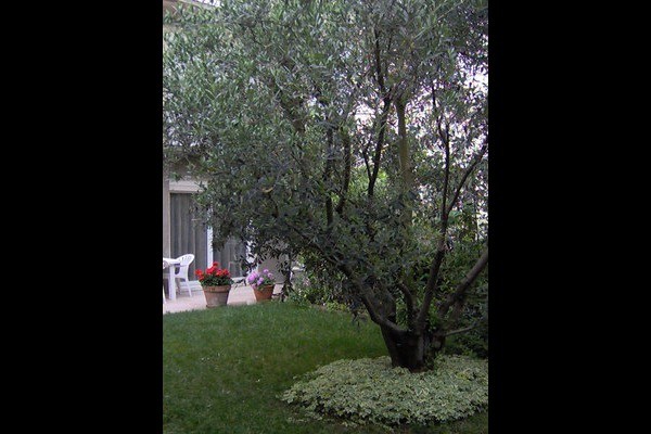 l'olivier dans le jardin