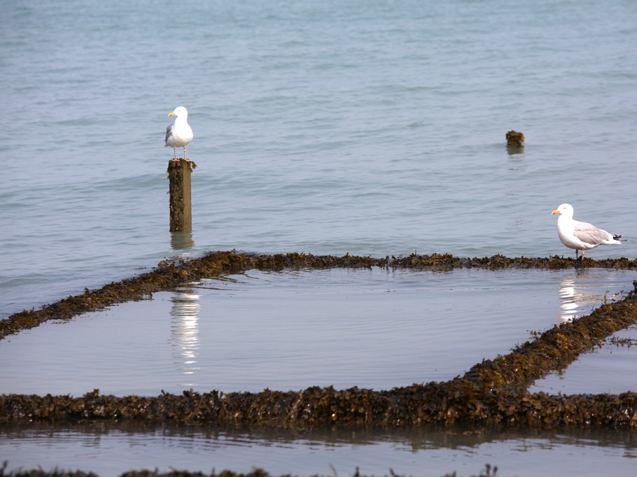 Lumière sur les parcs à huître