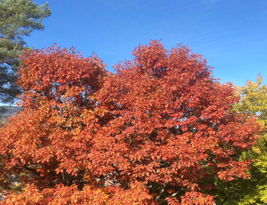 L'automne est arrivé