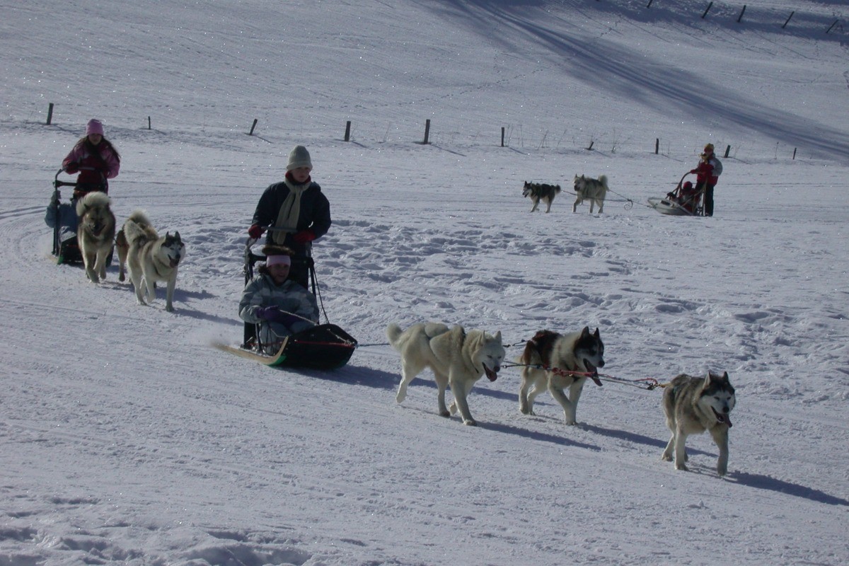 départ d'attelage de chiens pour une découverte des paysages d'hiver