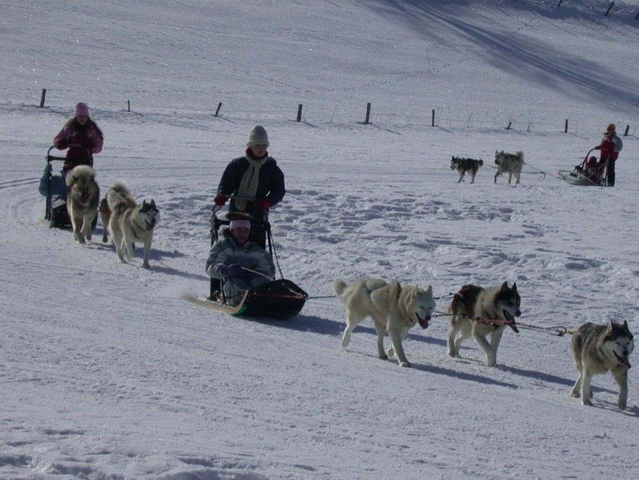 départ d'attelage de chiens pour une découverte des paysages d'hiver