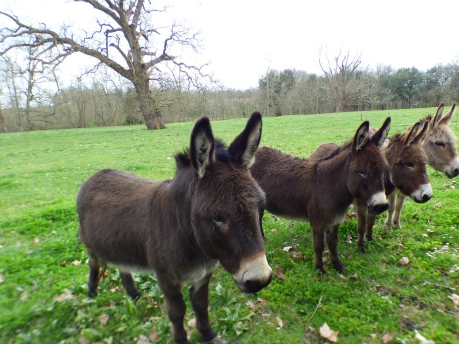 animaux sur la propriété