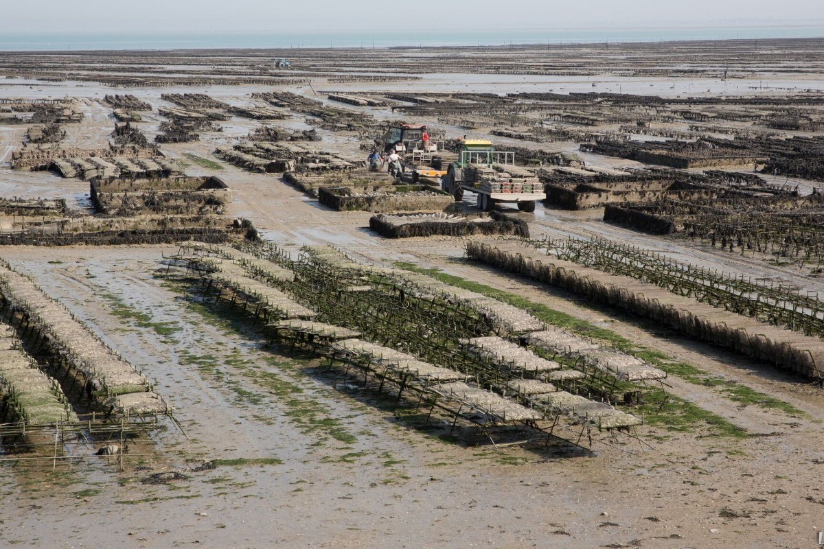 parc à huitres (Cancale)