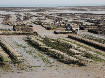 parc à huitres (Cancale)