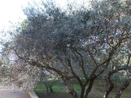 accueil des oliviers