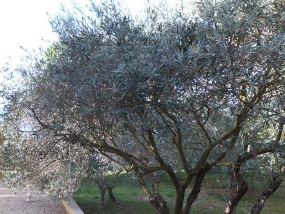 accueil des oliviers