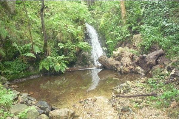 un grand jardin arboré bordé par un ruisseau