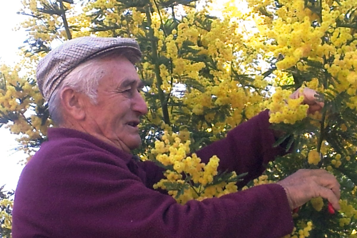 VOUS VOULEZ UN BOUQUET DE MIMOSA ?