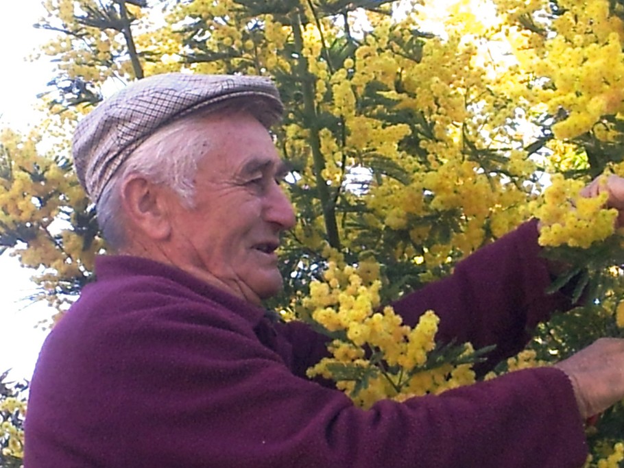 VOUS VOULEZ UN BOUQUET DE MIMOSA ?