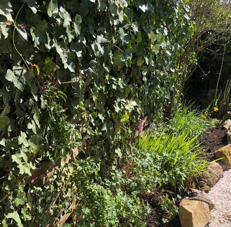 jasmin encore timide devant l'entrée