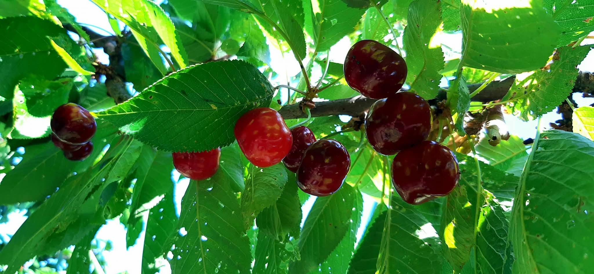 CERET CHERRY CAPITAL