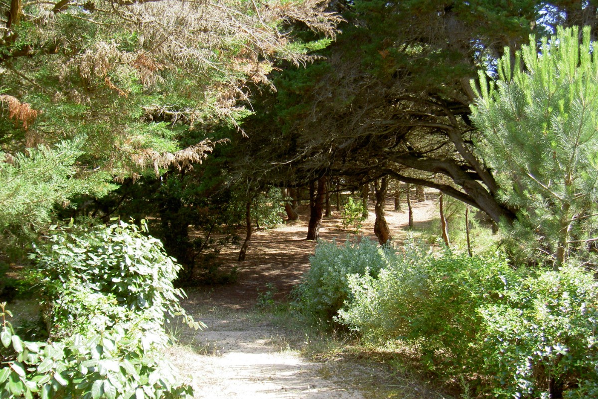 Pinède du village