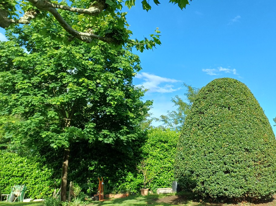 The leafy surroundings