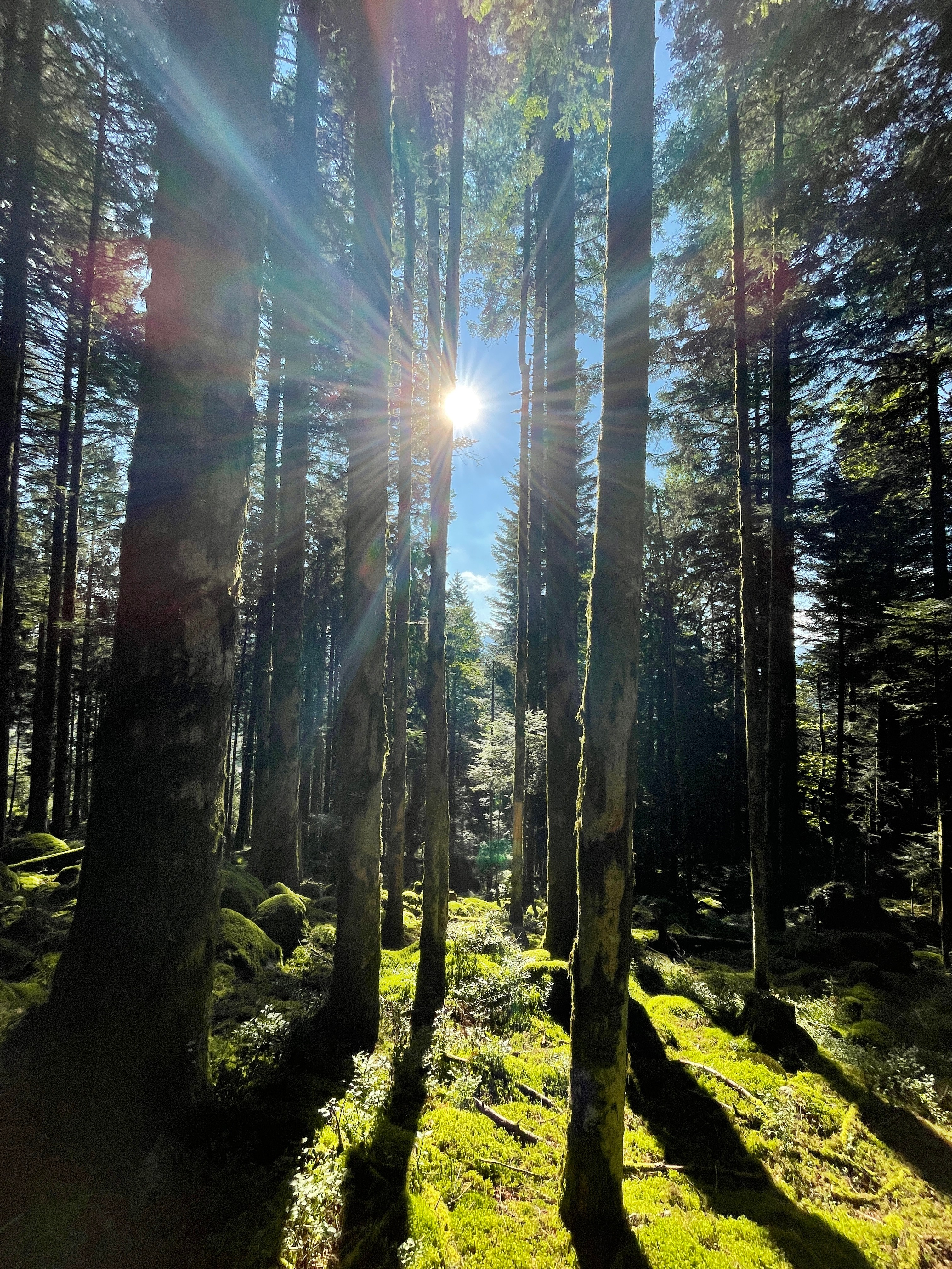 Hiking in the forest or on the summits, nature is everywhere around the gîte!