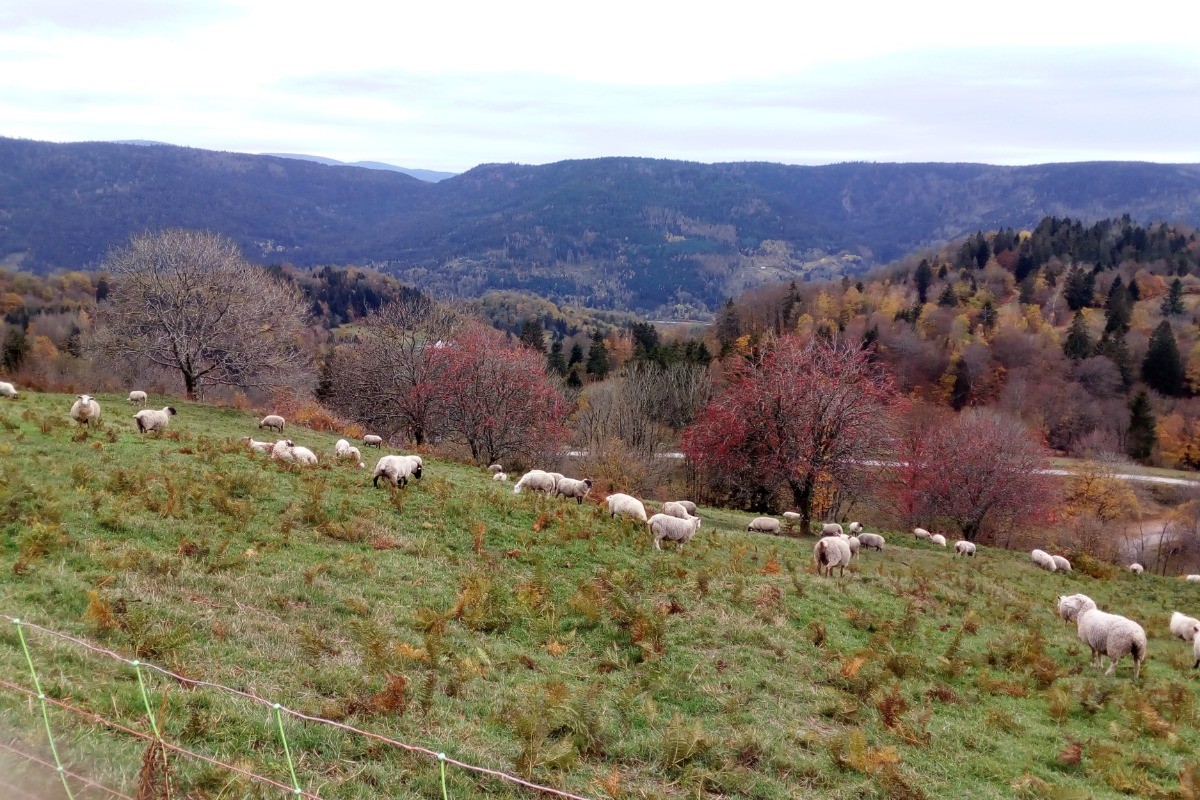 transhumance vosgienne