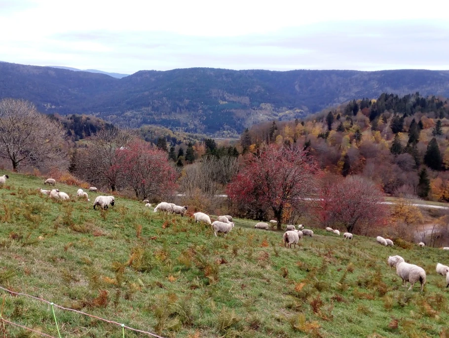 Transhumance Vosgienne - Gîte "Le Grenier du Roc" ancienne ferme au cœur des Vosges à Basse-sur-le-Rupt
