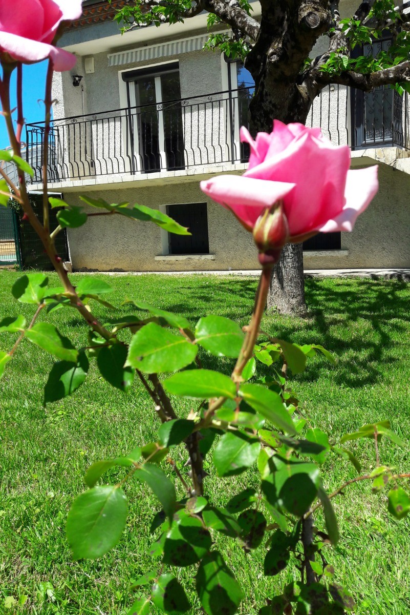 La saison des roses