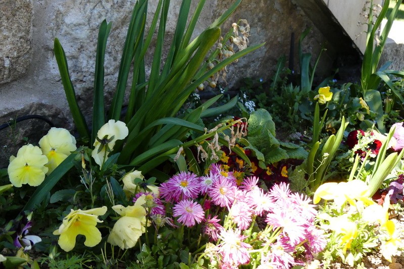 fleurs du printemps