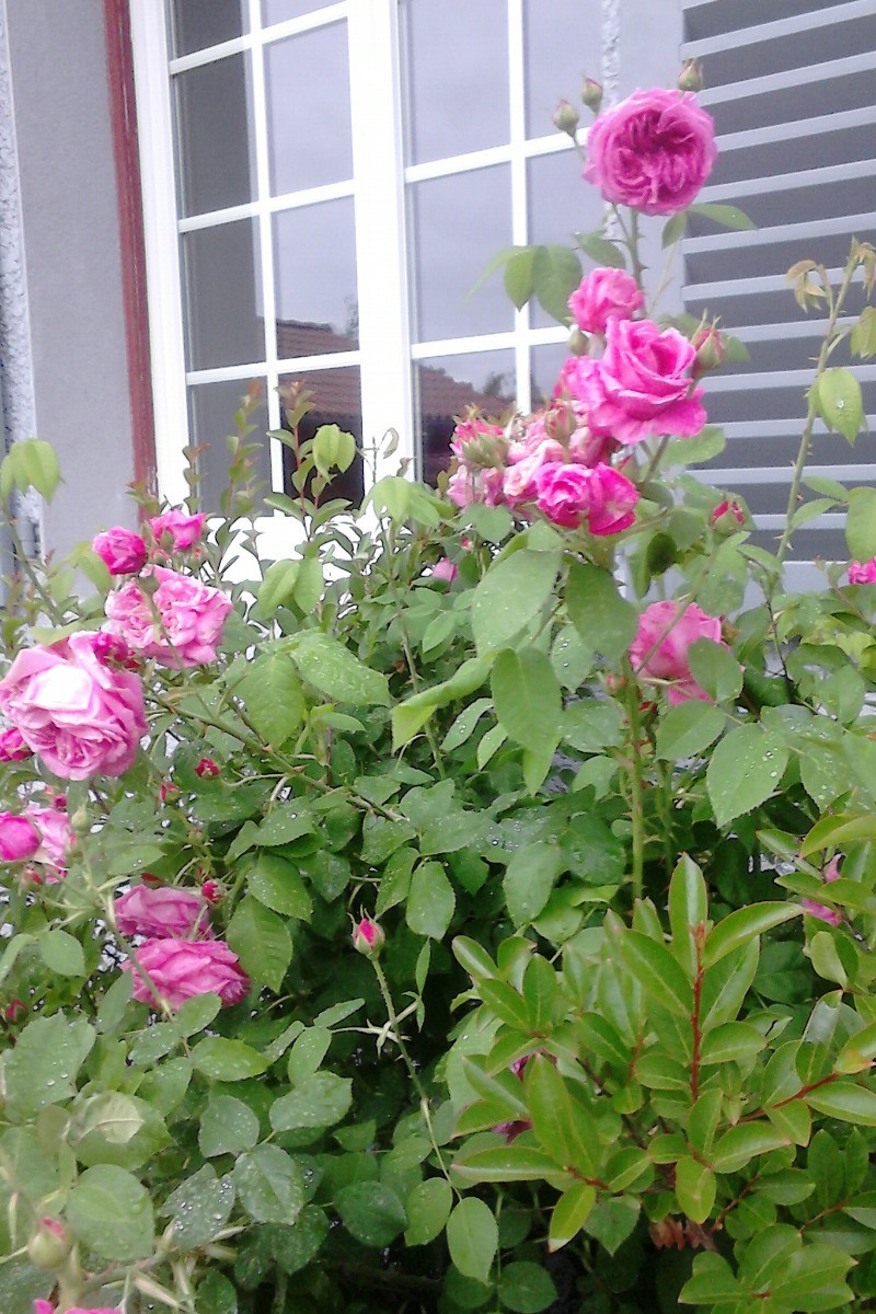 un été au gîte des biches