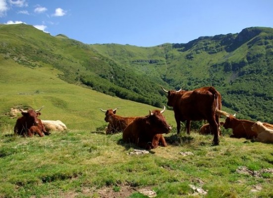 Vaches Saler(s)