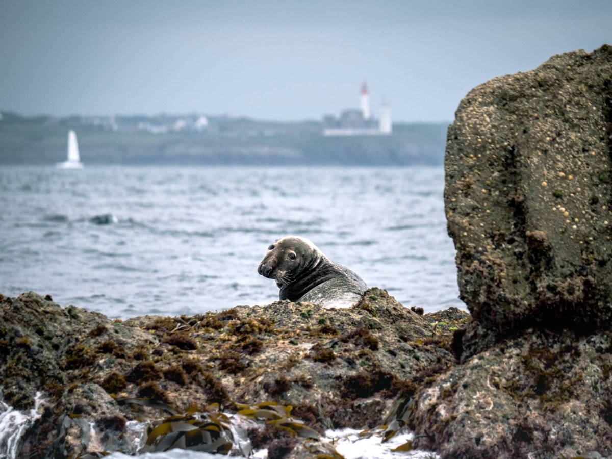Grey seals on the coast . Ushant Archipelago Marine Park