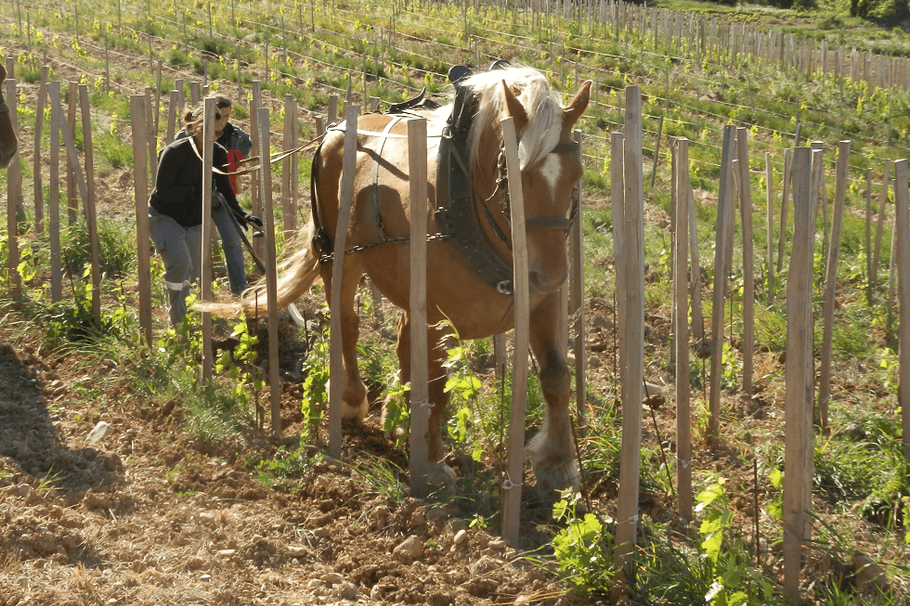 LE COMTOIS AU TRAVAIL DANS LE VIGNOBLE