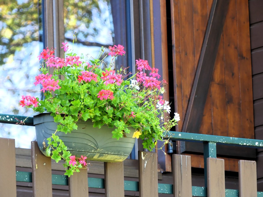 balcony in bloom