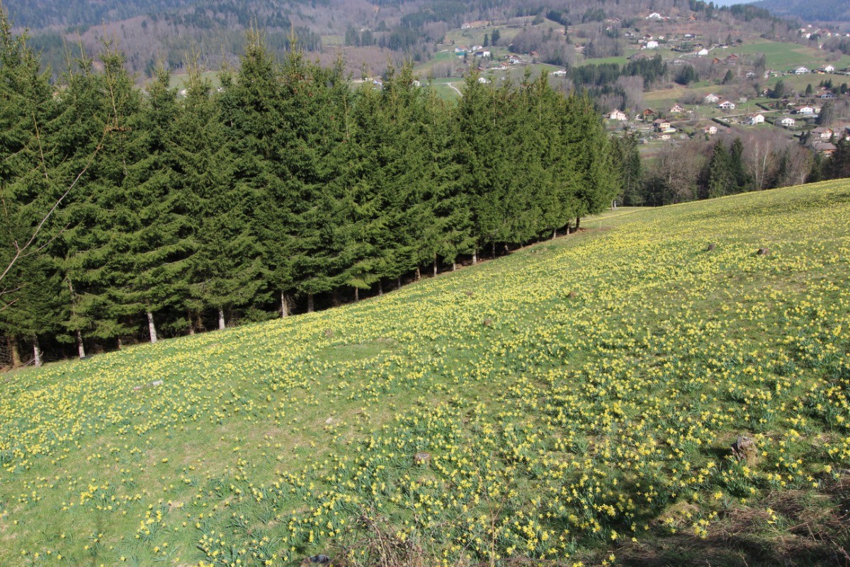 Notre champ de jonquilles
