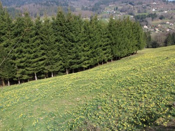 Notre champ de jonquilles