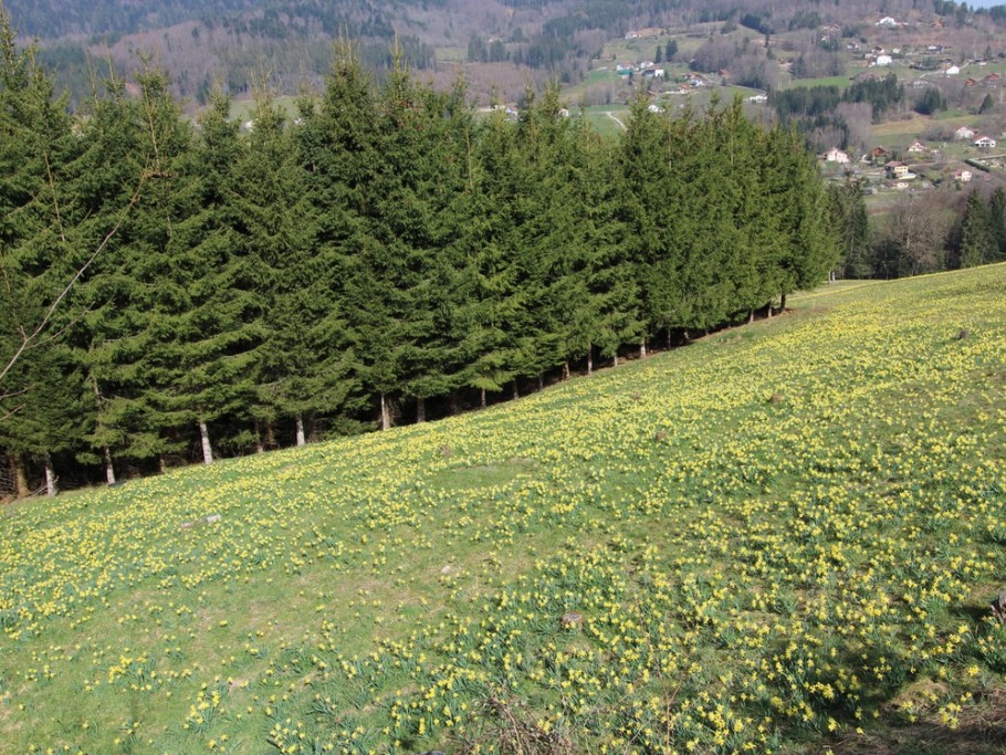 Notre champ de jonquilles