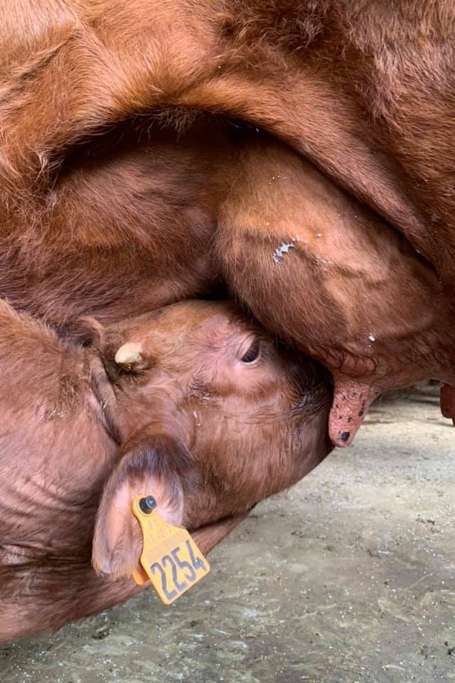 Agriculteur de vaches salers traites : le veau est amené à sa mère matin/soir pour amorcer le lait, puis attacher à coté de sa mère afin qu'elle donne son lait pour qu'il soit transformé en fromage : Cantal, 100% au lait de vache salers.