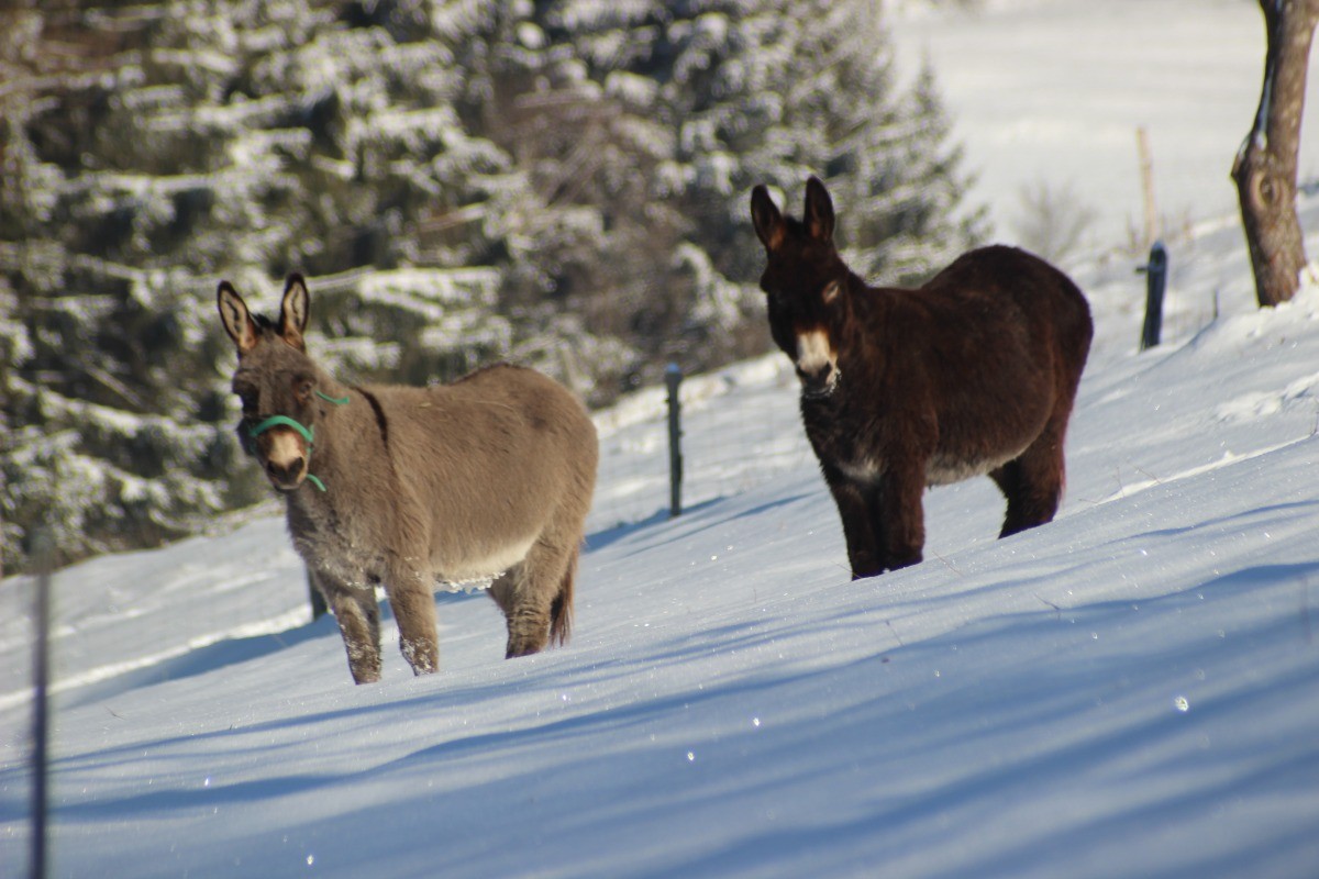Modestine et Féline sous la neige - Gite la Remise