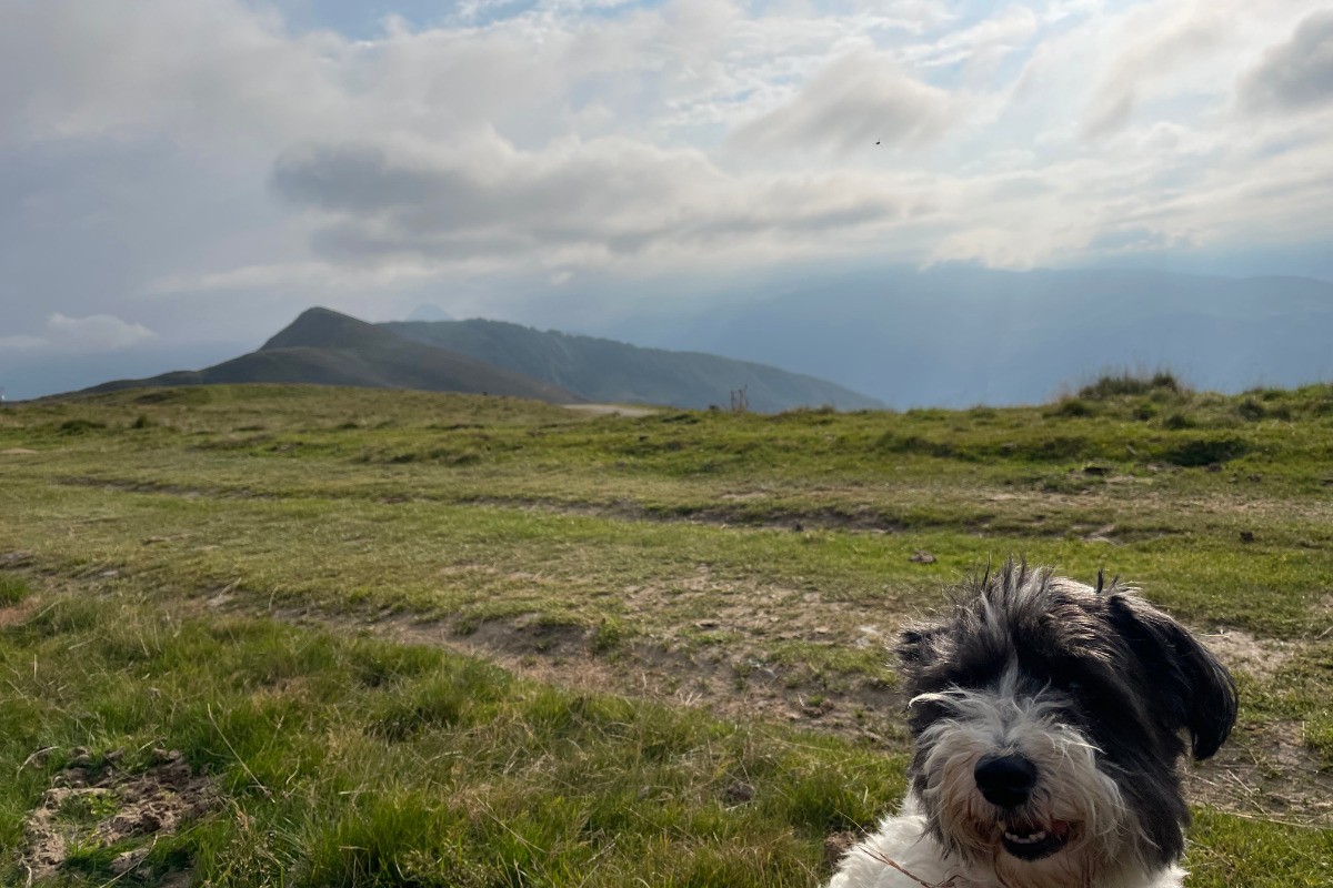 Balade dans les Pyrénées avec son chien