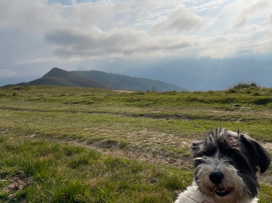 Balade dans les Pyrénées avec son chien