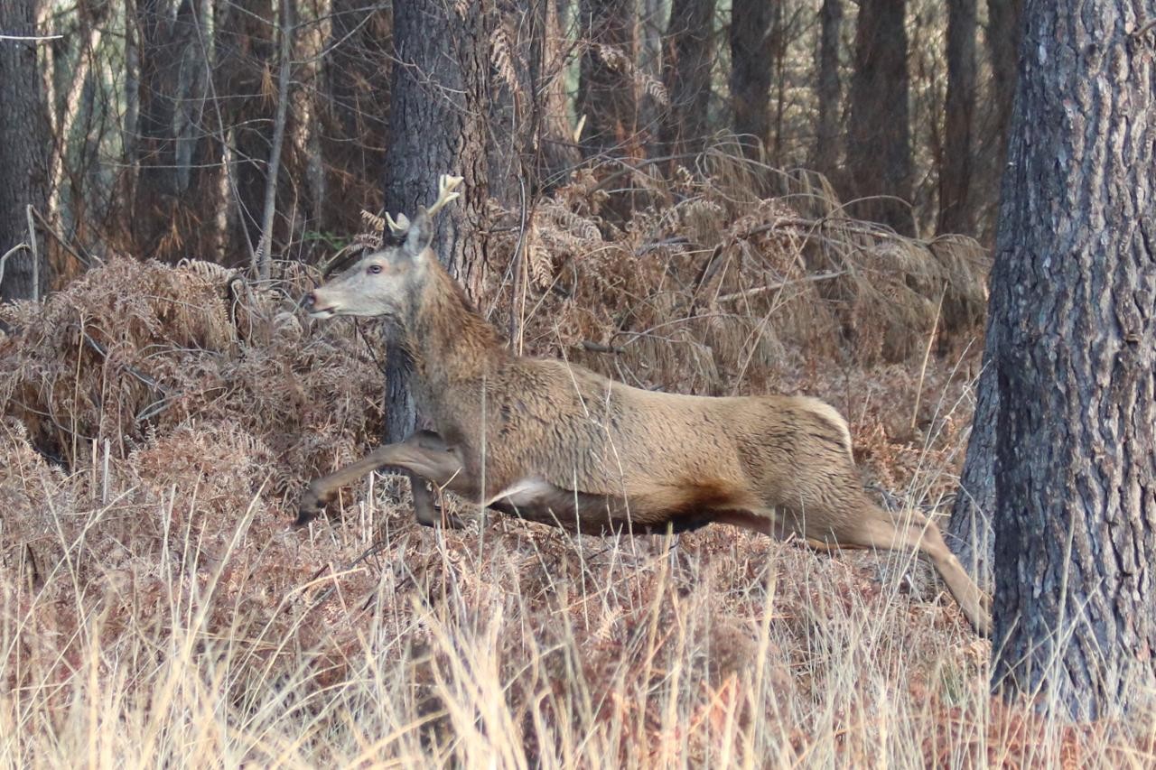 Gîte d'Hybère -  Animaux sauvages