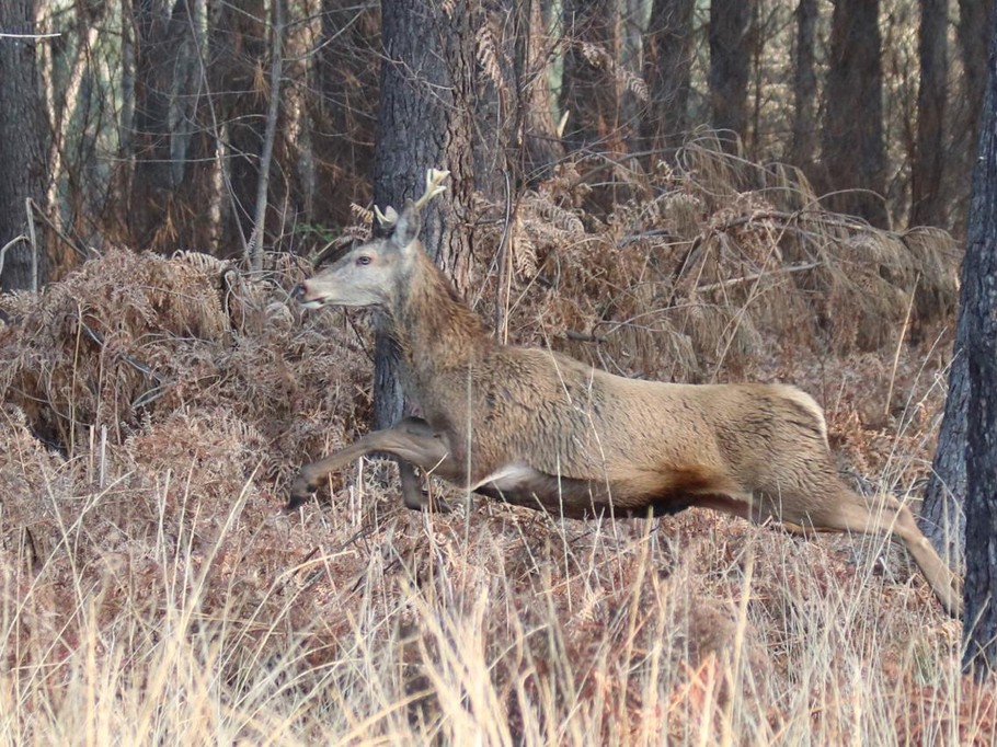 Gîte d'Hybère - Animaux sauvages