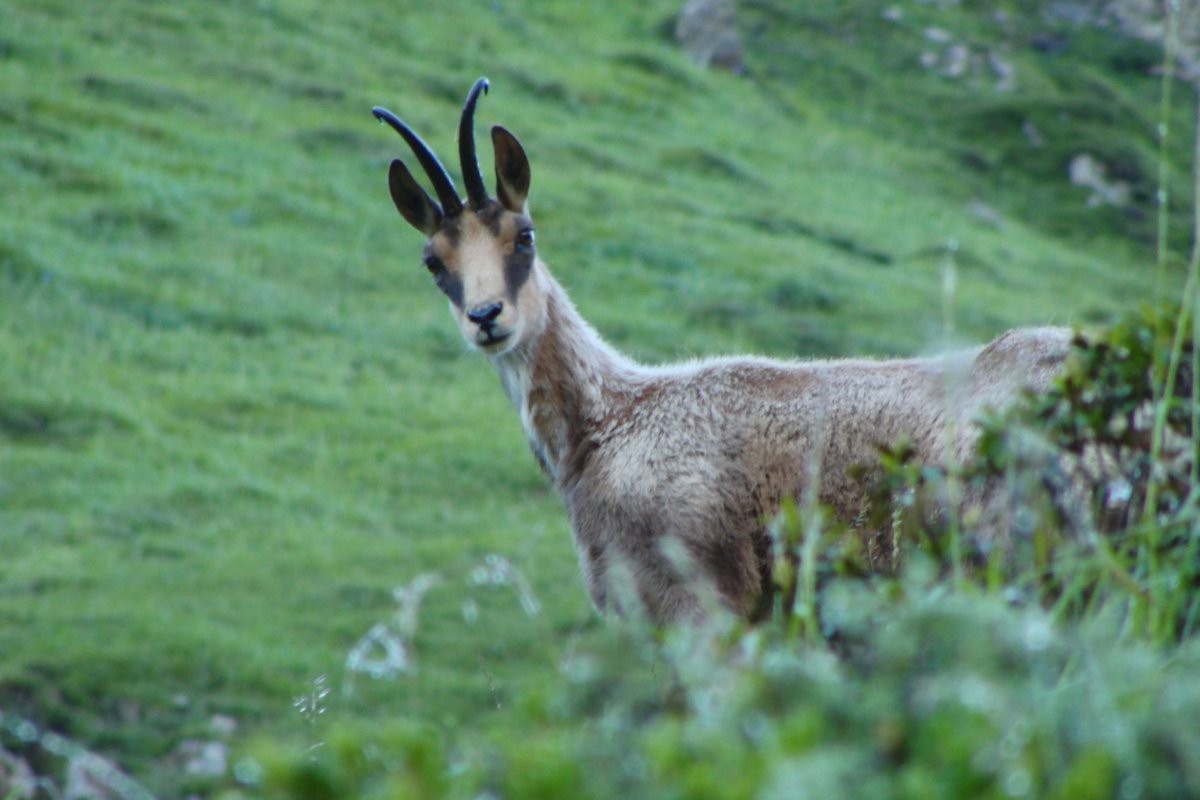 L'isard vous regarde